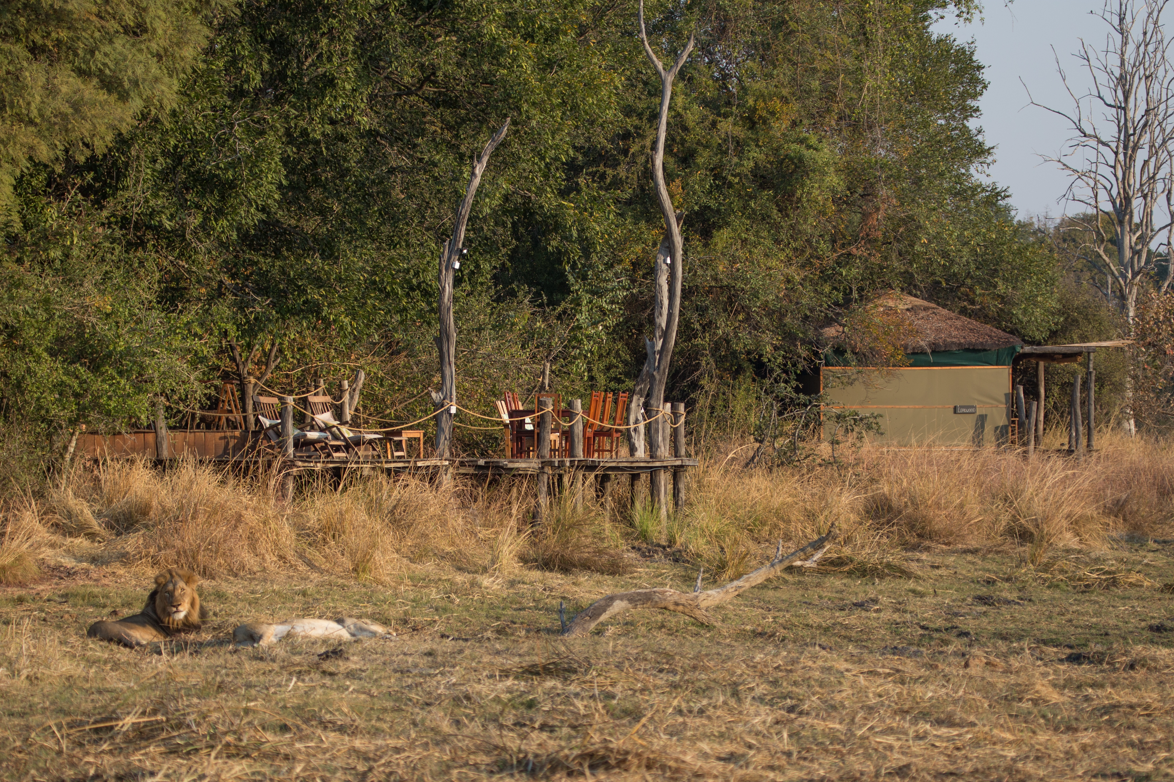 Jeffery & McKeith Safaris - Musekese Camp